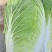黄心白菜