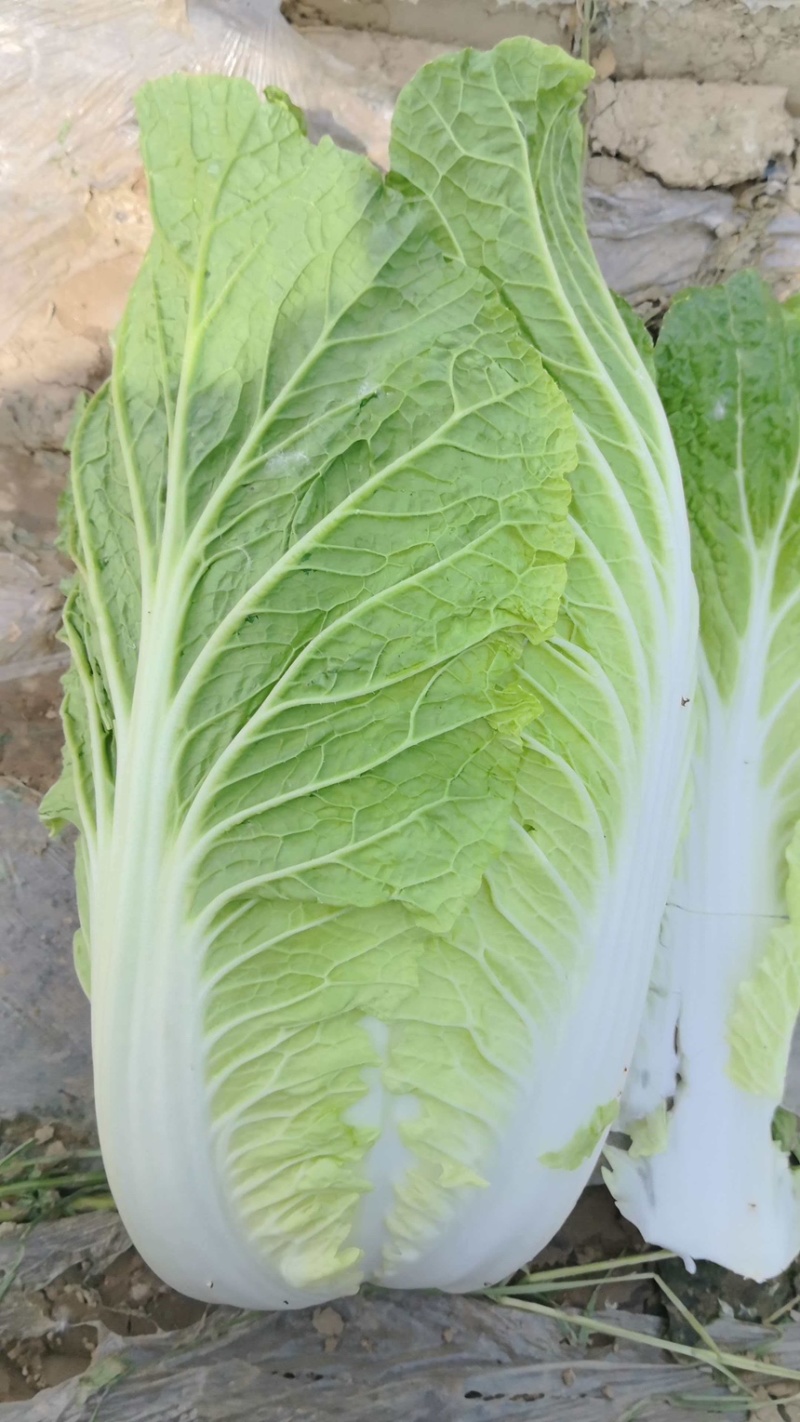 黄心白菜