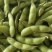 【精品】鲜毛豆大量精品毛豆大型市场货批发产地直销翠