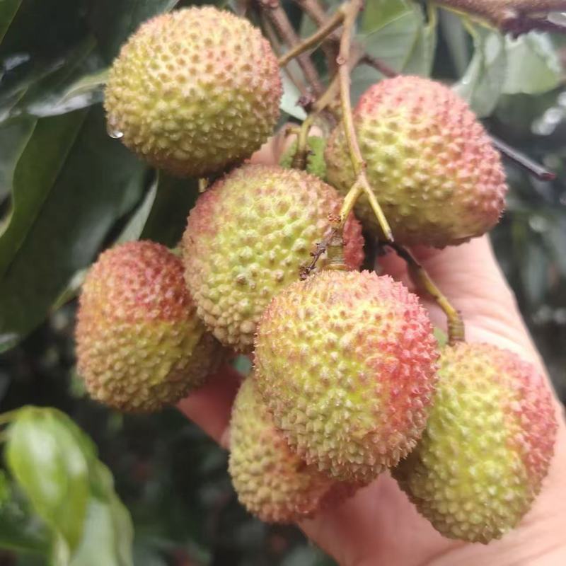 妃子笑荔枝/广西荔枝/灵山县荔枝/现摘现发/汁多味甜