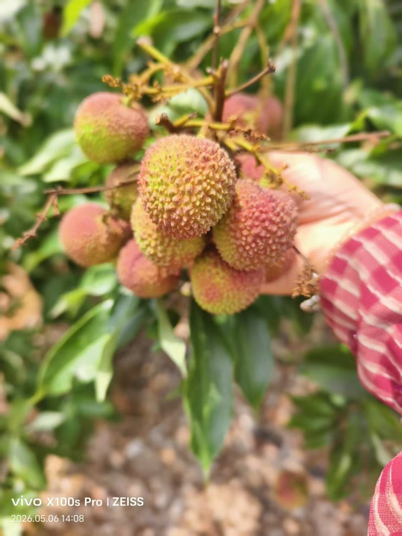 妃子笑荔枝/广西荔枝/灵山县荔枝/现摘现发/汁多味甜