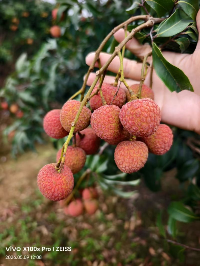 妃子笑荔枝/广西荔枝/灵山县荔枝/现摘现发/汁多味甜