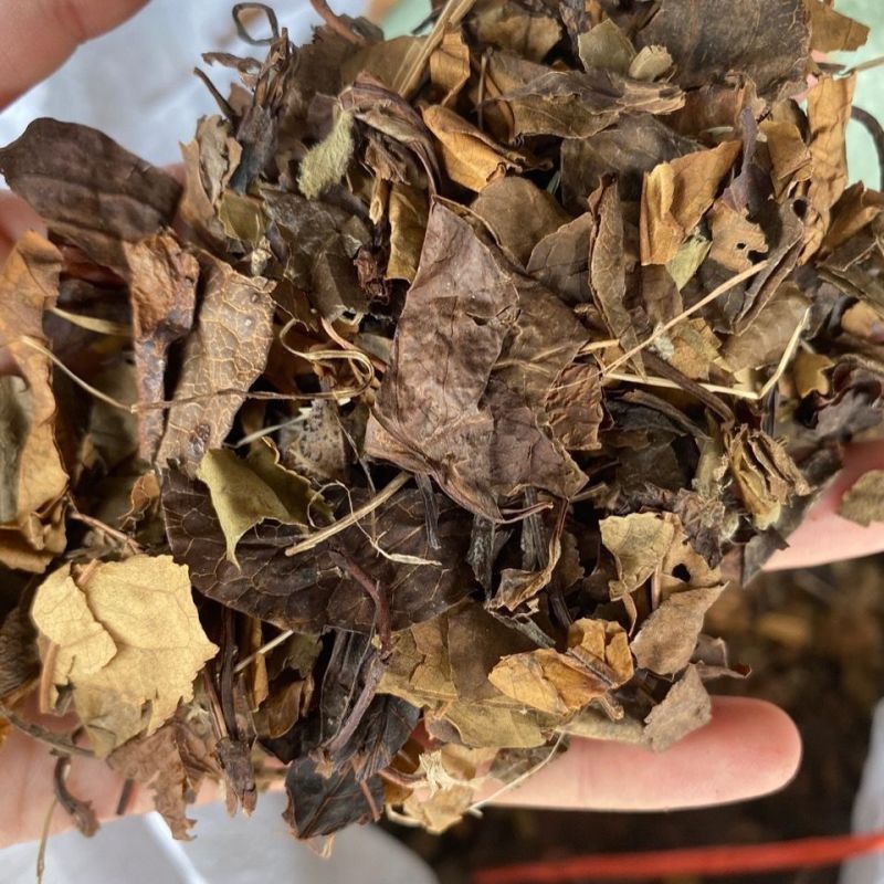 鹿含草中药材正品鹿衔草中药材无硫干净无杂