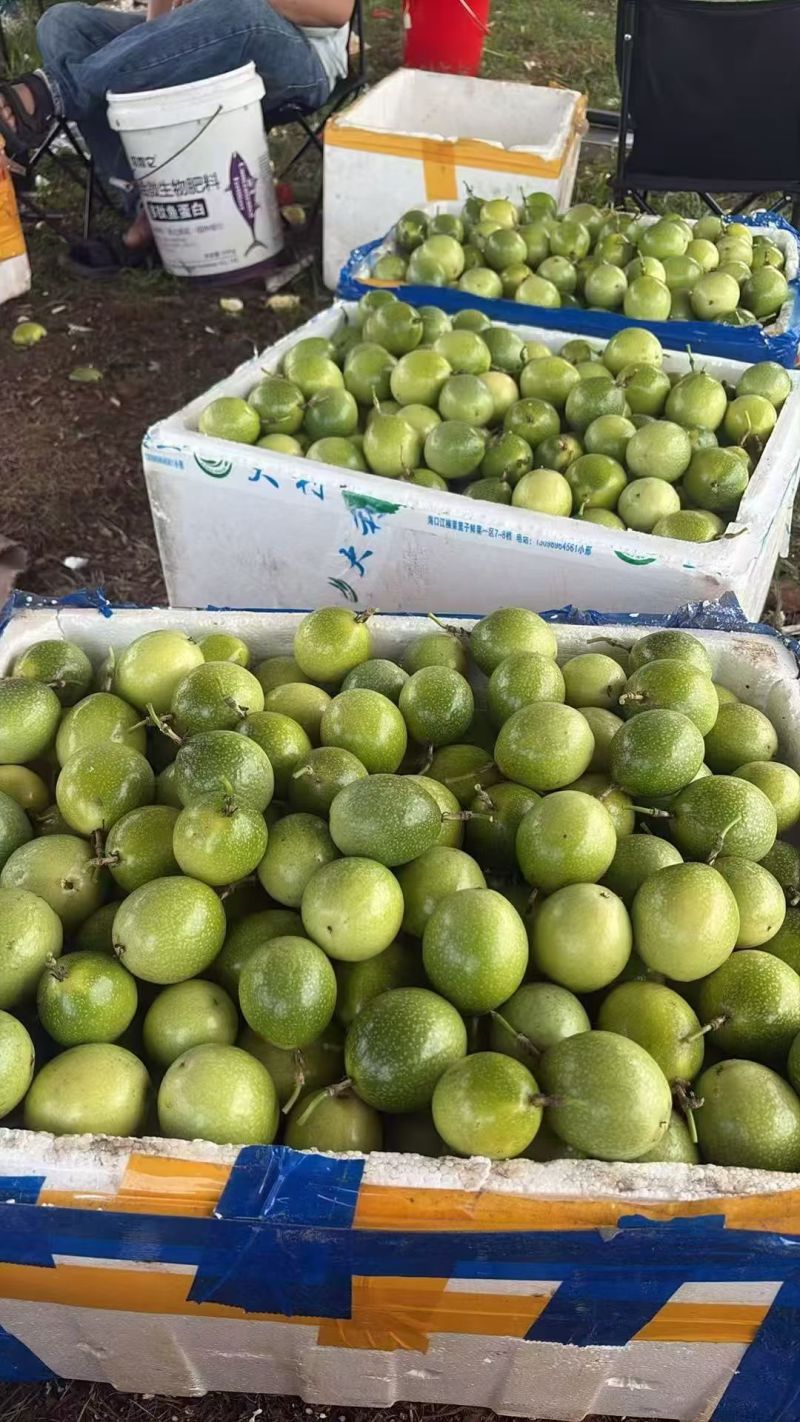 黄金百香果/广西百香果/品质好对接全国市场电商加工厂欢迎
