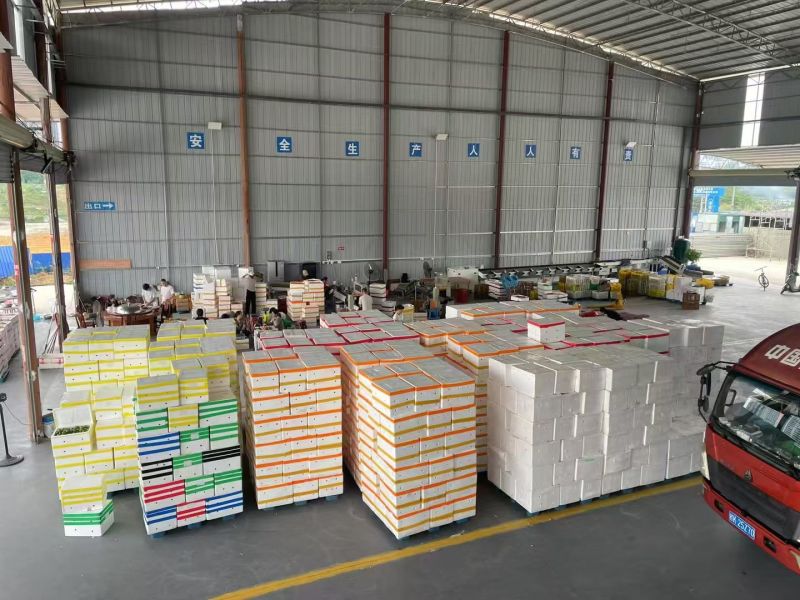 黄金百香果/广西百香果/品质好对接全国市场电商加工厂欢迎
