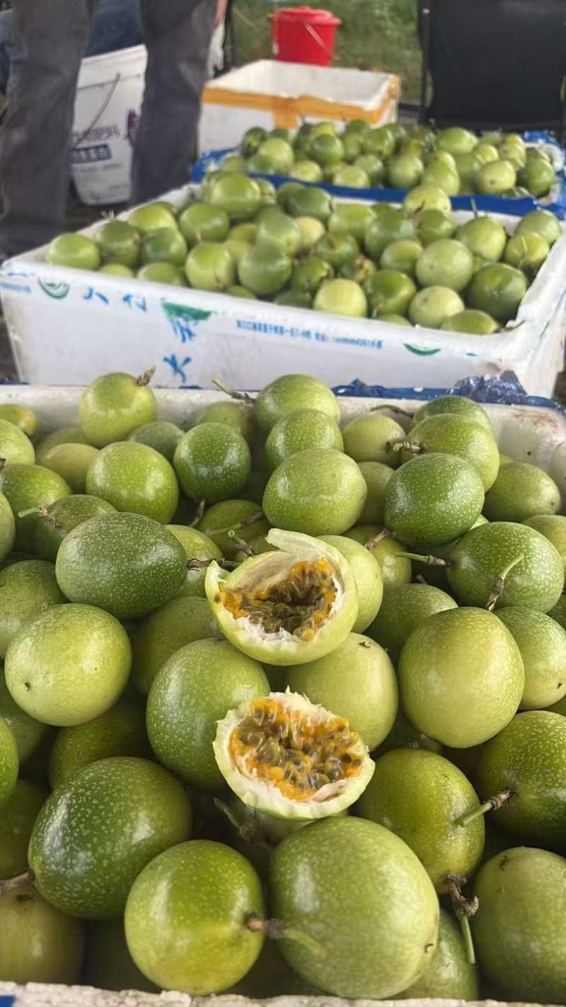 黄金百香果/广西百香果/品质好对接全国市场电商加工厂欢迎
