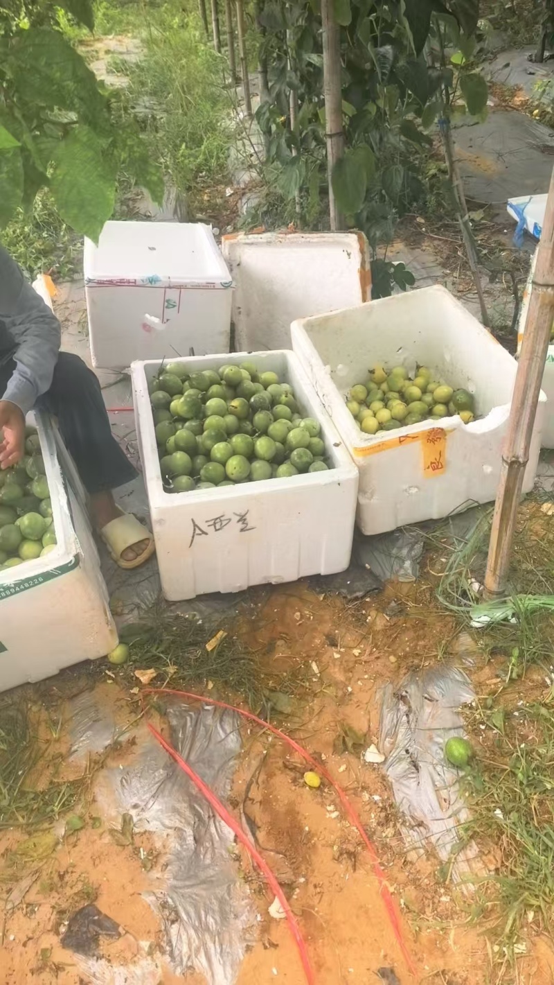 黄金百香果/广西百香果/品质好对接全国市场电商加工厂欢迎