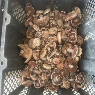 野蘑菇