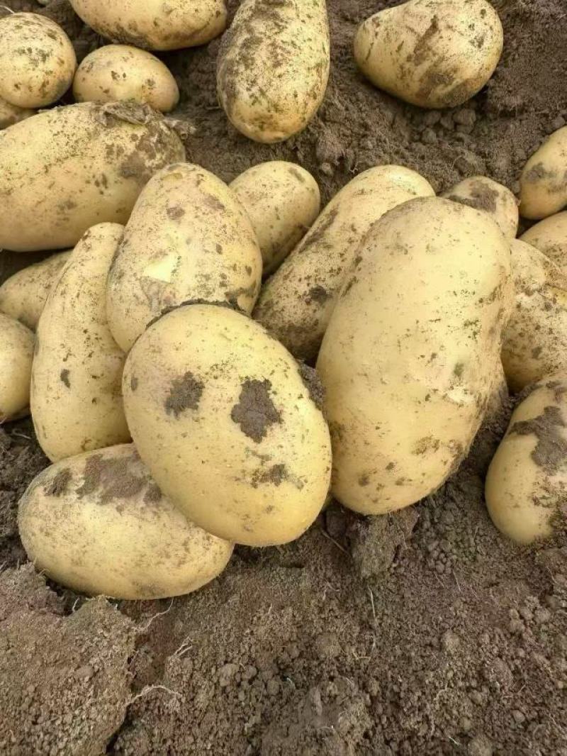 湖北黄心土豆沃土5号，实验一号，V7大西洋已经大量上了