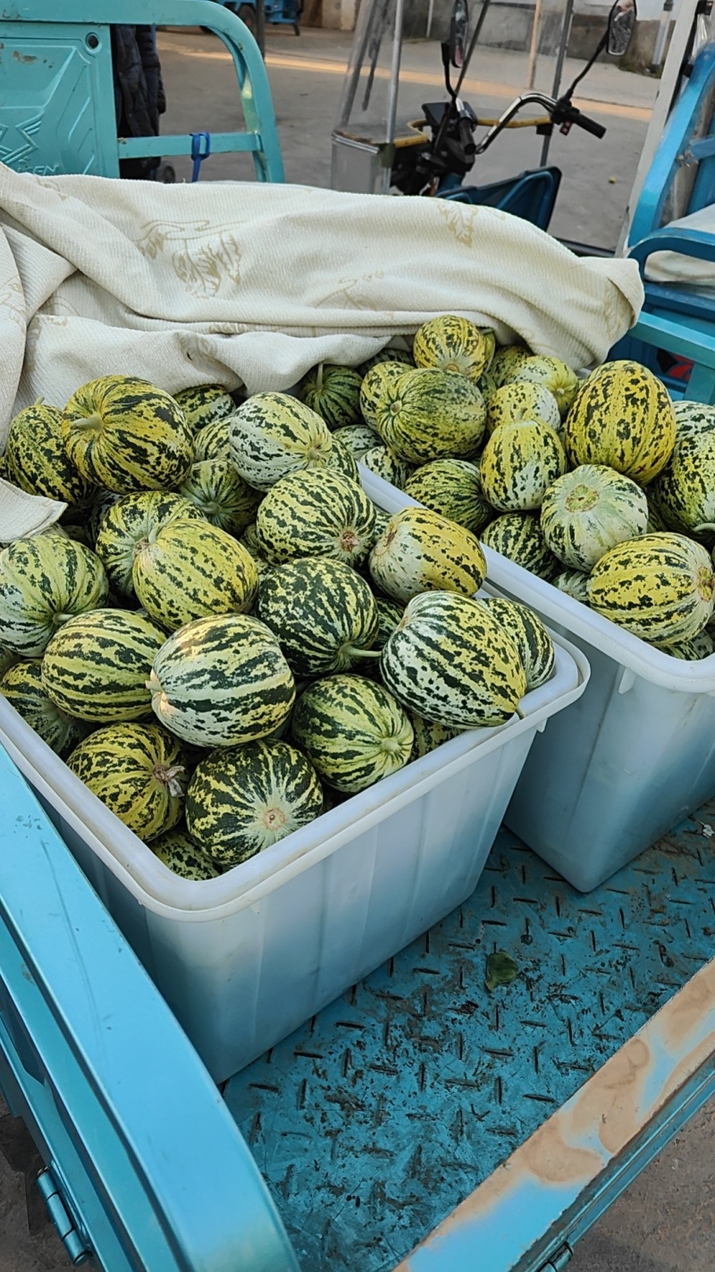 头茬花美人、长丰拐集瓜果批发