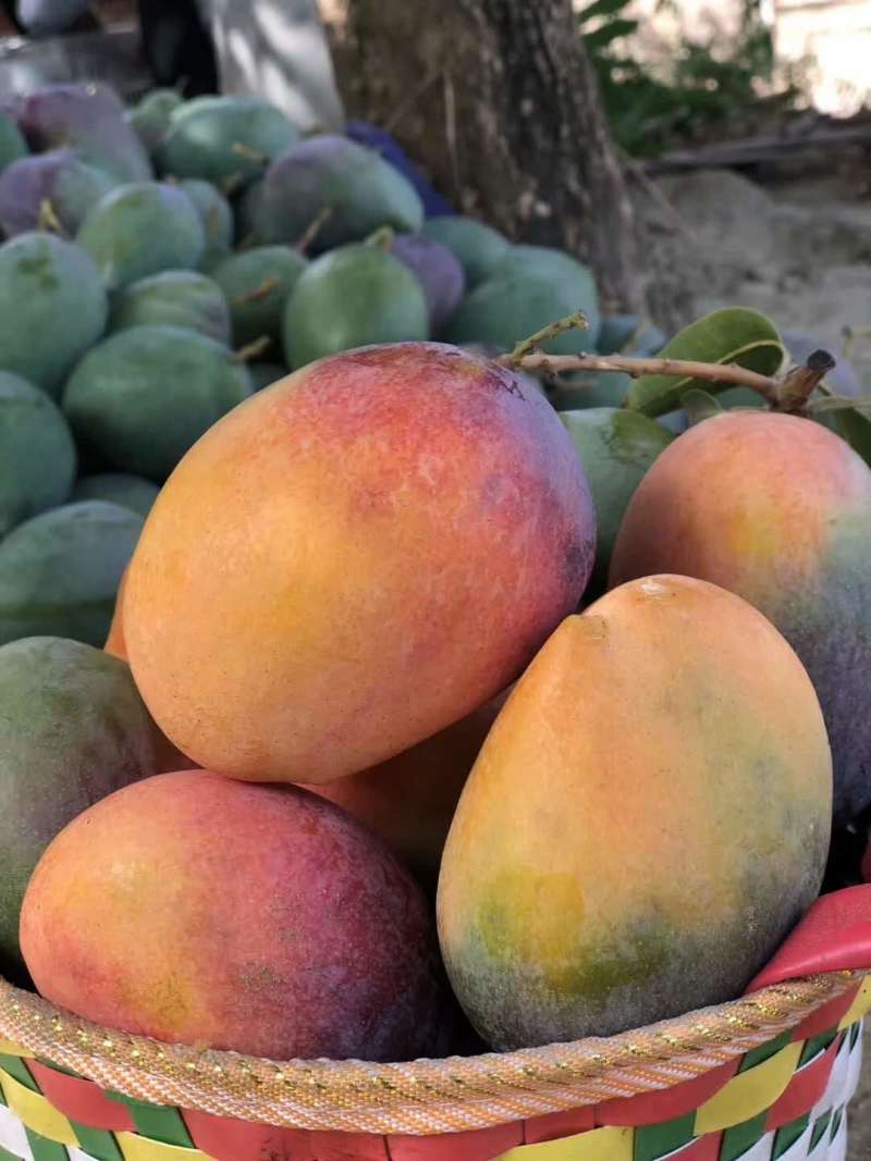 攀枝花新世纪芒果早熟原产地代办诚邀老板来电洽谈