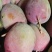 攀枝花新世纪芒果早熟原产地代办诚邀老板来电洽谈