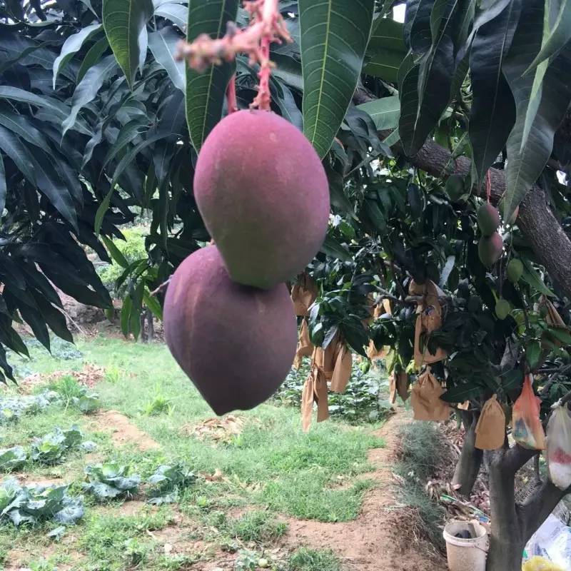 攀枝花新世纪芒果早熟原产地代办诚邀老板来电洽谈