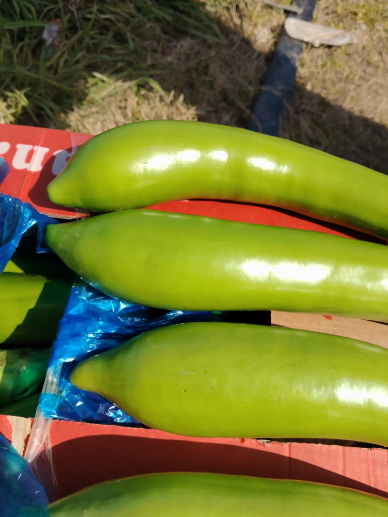 江苏精品青茄大量上市产地直发，量大从优对接市场商超食堂