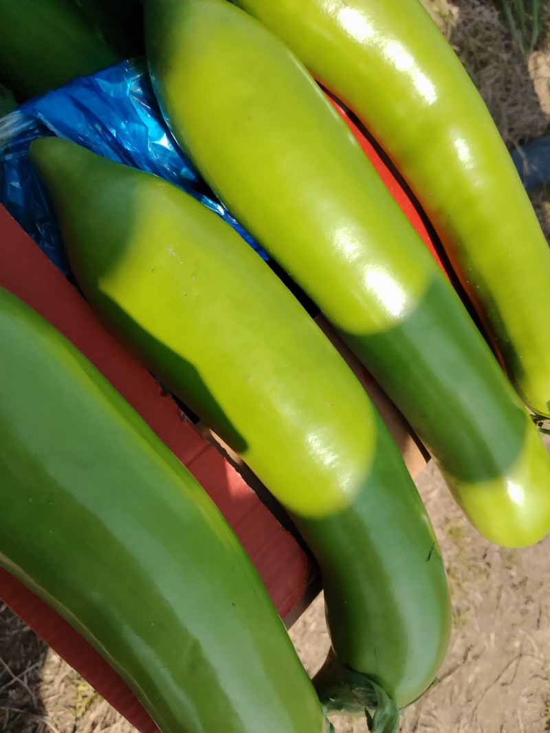 江苏精品青茄大量上市产地直发，量大从优对接市场商超食堂