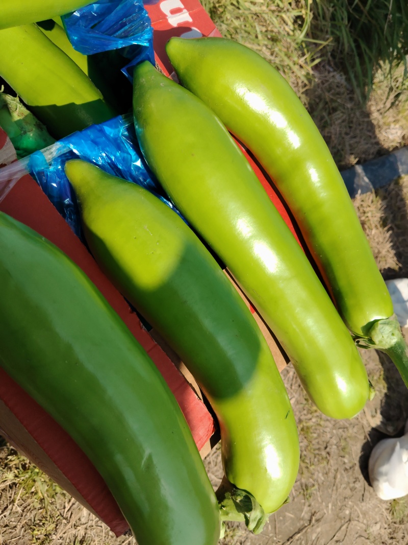 江苏精品青茄大量上市产地直发，量大从优对接市场商超食堂