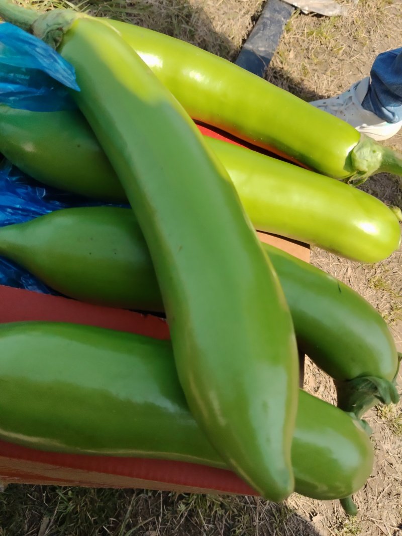 江苏精品青茄大量上市产地直发，量大从优对接市场商超食堂
