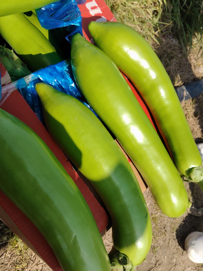 江苏精品青茄大量上市产地直发，量大从优对接市场商超食堂
