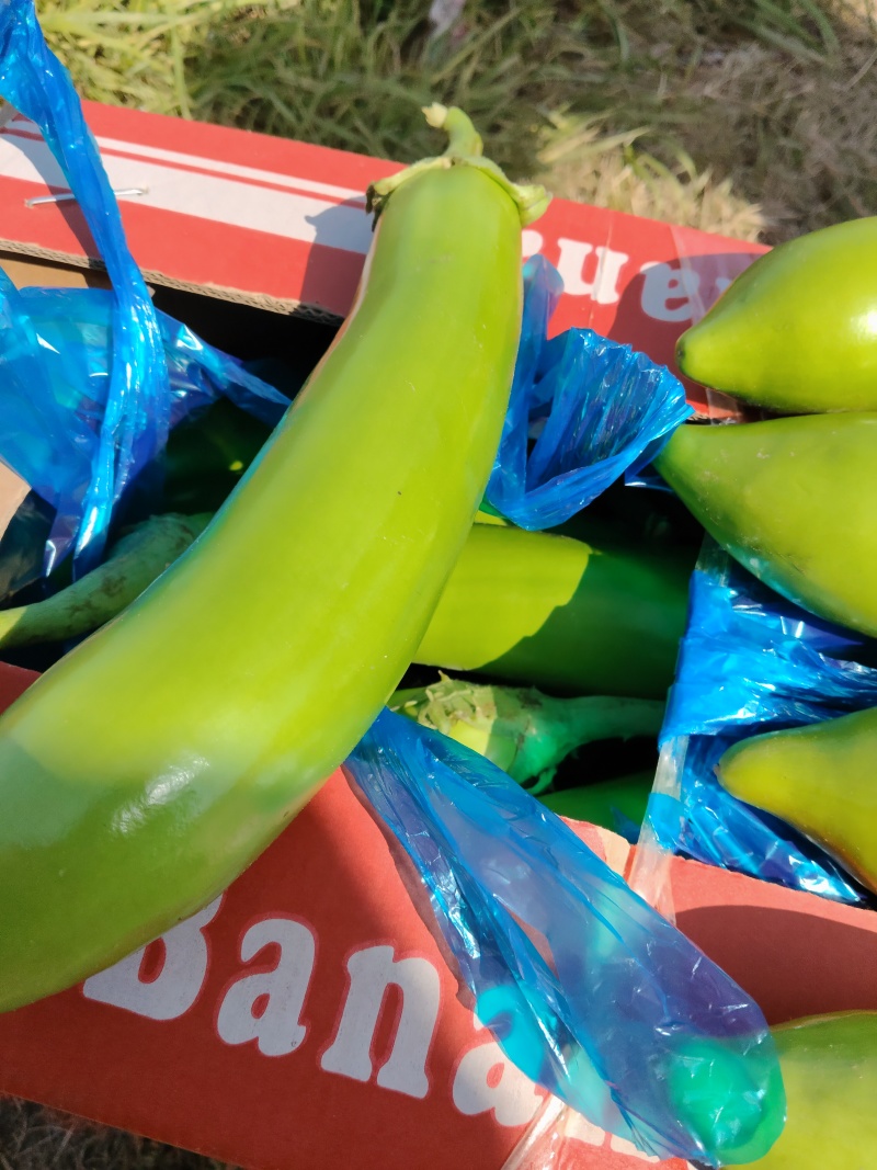 江苏精品青茄大量上市产地直发，量大从优对接市场商超食堂