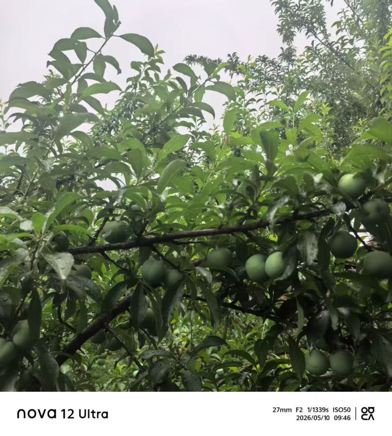 贵州四月李脱骨李电商抖音淘宝快手多多全网一件代发供应链