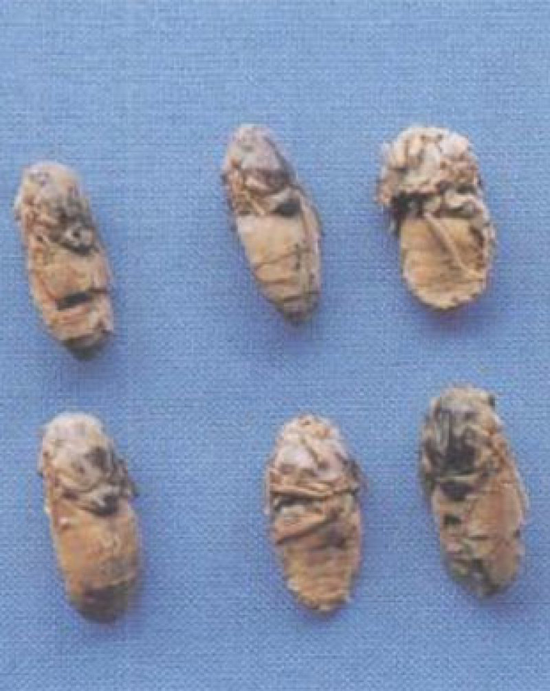 虻虫6-8月牛群附近现捕捉，
