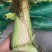 高山玉米🌽口感真好一口爆浆可以生吃的水果玉米
