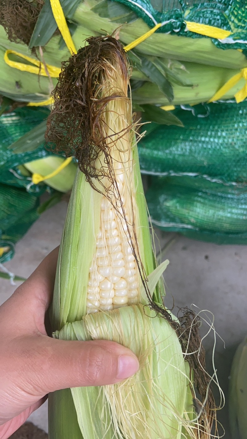 高山玉米🌽口感真好一口爆浆可以生吃的水果玉米