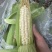高山玉米🌽口感真好一口爆浆可以生吃的水果玉米