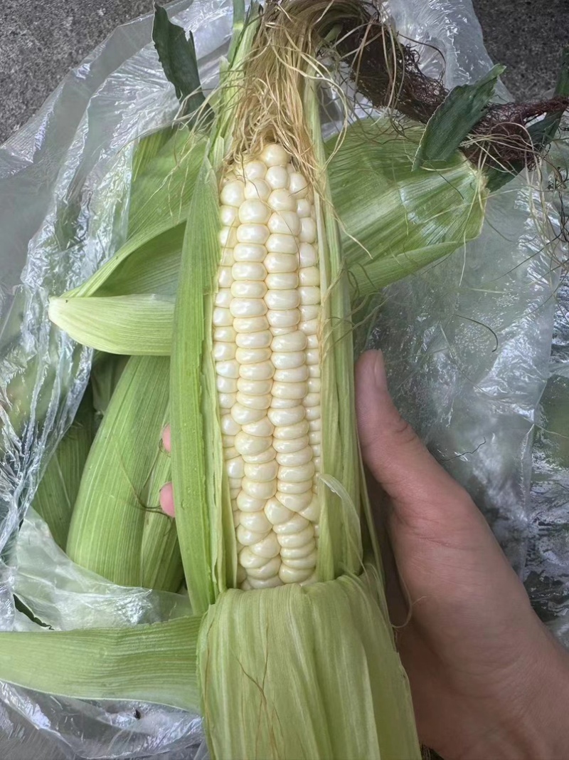 高山玉米🌽口感真好一口爆浆可以生吃的水果玉米