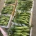 高山玉米🌽口感真好一口爆浆可以生吃的水果玉米