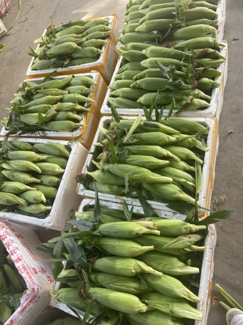 高山玉米🌽口感真好一口爆浆可以生吃的水果玉米
