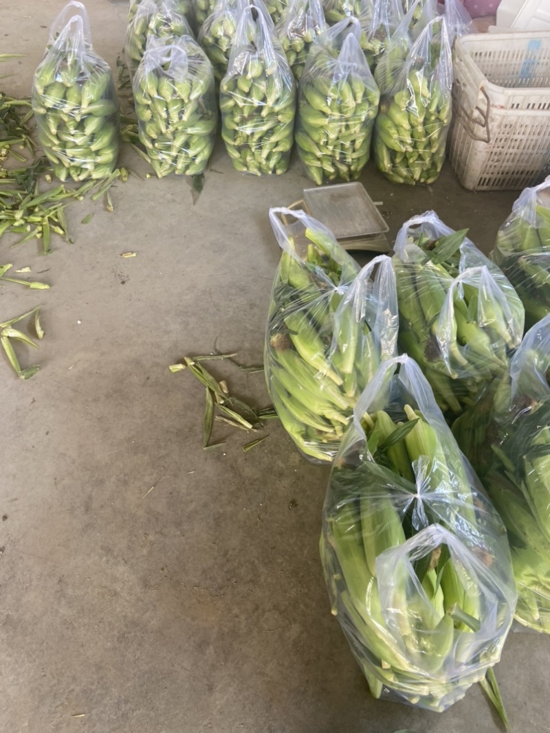高山玉米🌽口感真好一口爆浆可以生吃的水果玉米