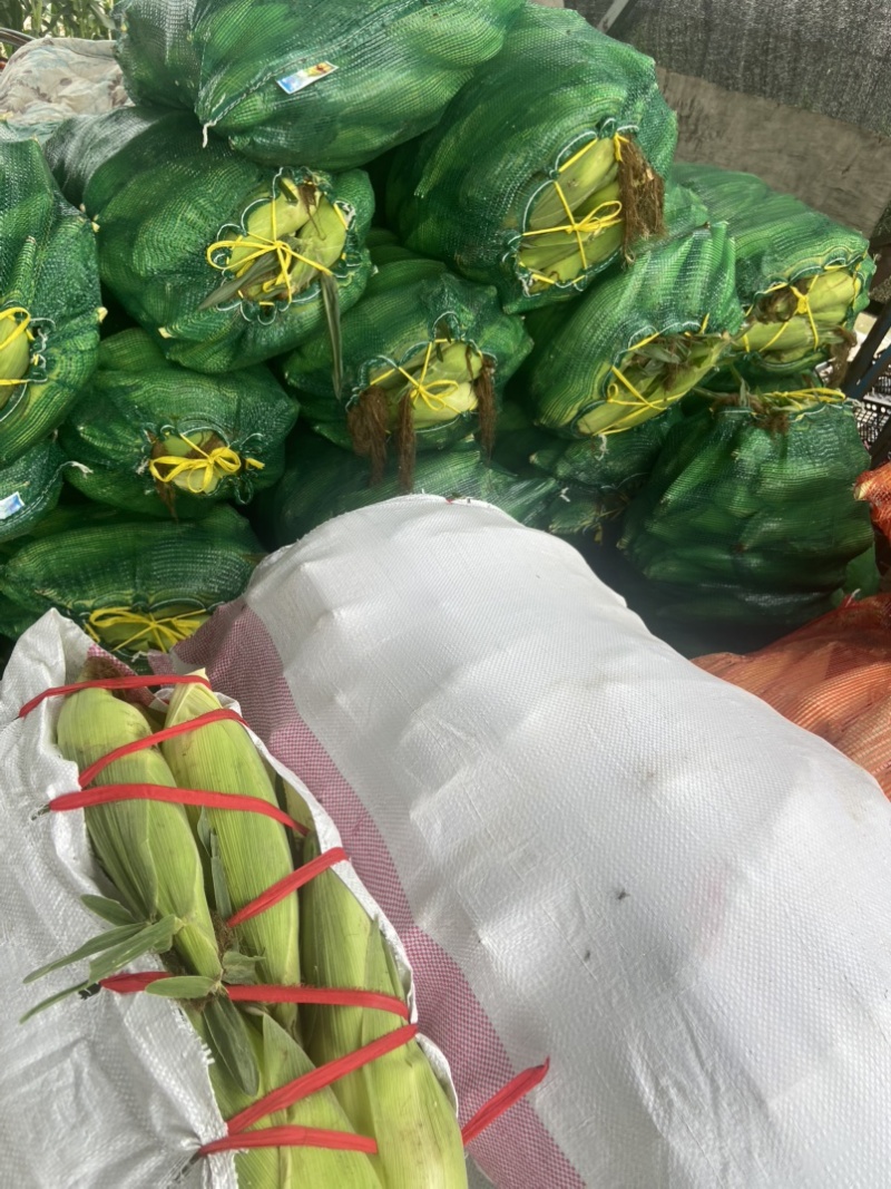 高山玉米🌽口感真好一口爆浆可以生吃的水果玉米