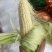 高山玉米🌽口感真好一口爆浆可以生吃的水果玉米