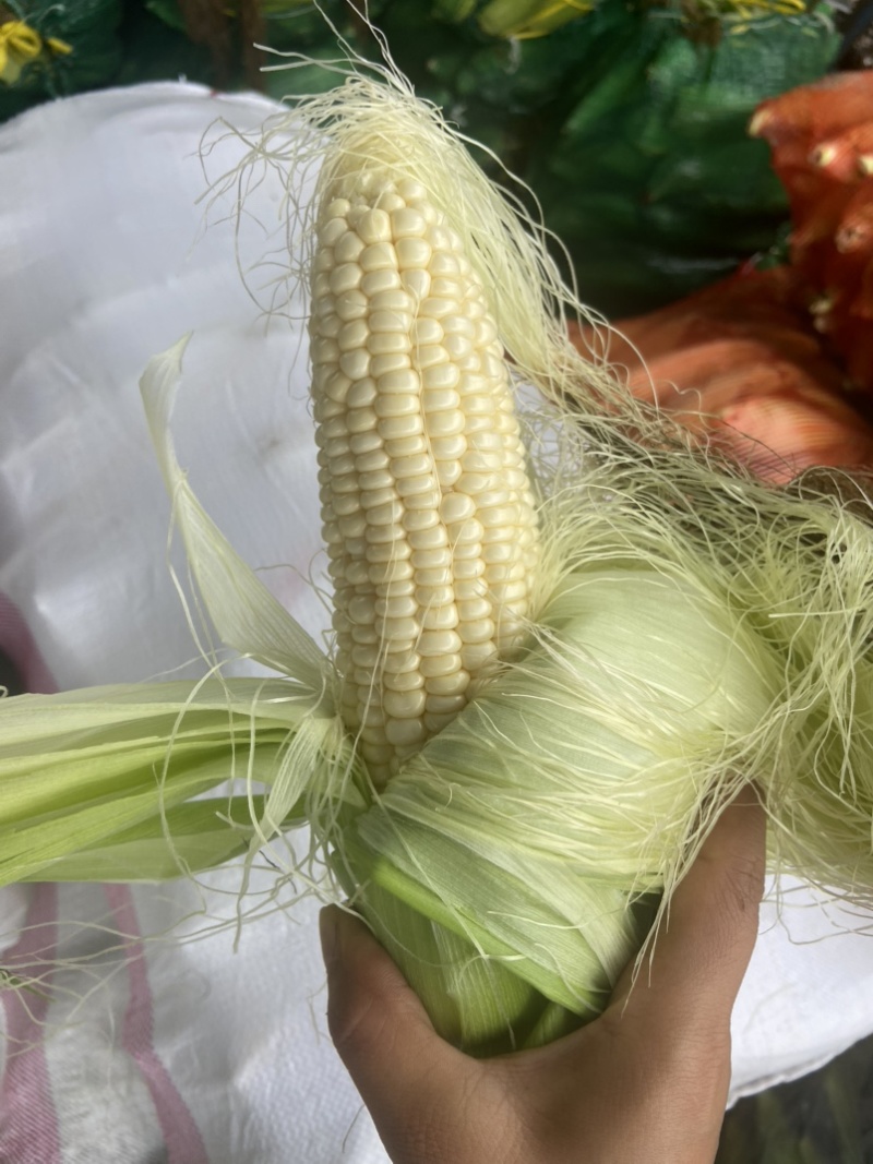 高山玉米🌽口感真好一口爆浆可以生吃的水果玉米