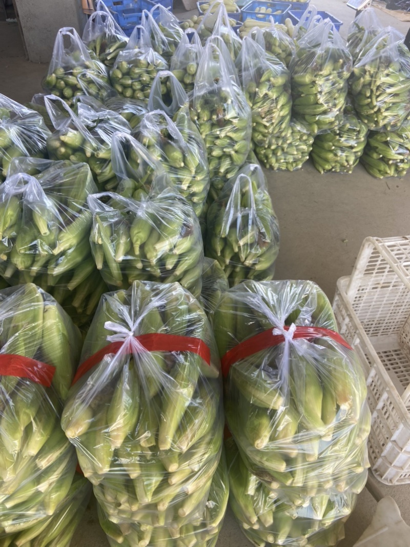 高山玉米🌽口感真好一口爆浆可以生吃的水果玉米