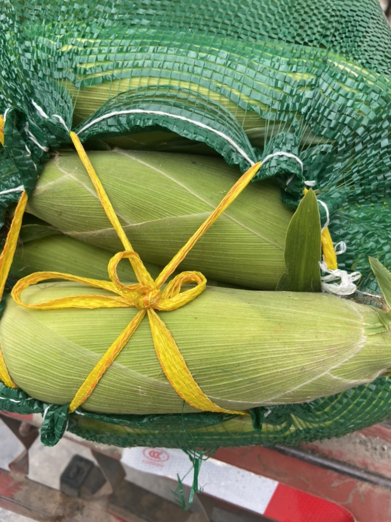 高山玉米🌽口感真好一口爆浆可以生吃的水果玉米