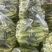 高山玉米🌽口感真好一口爆浆可以生吃的水果玉米