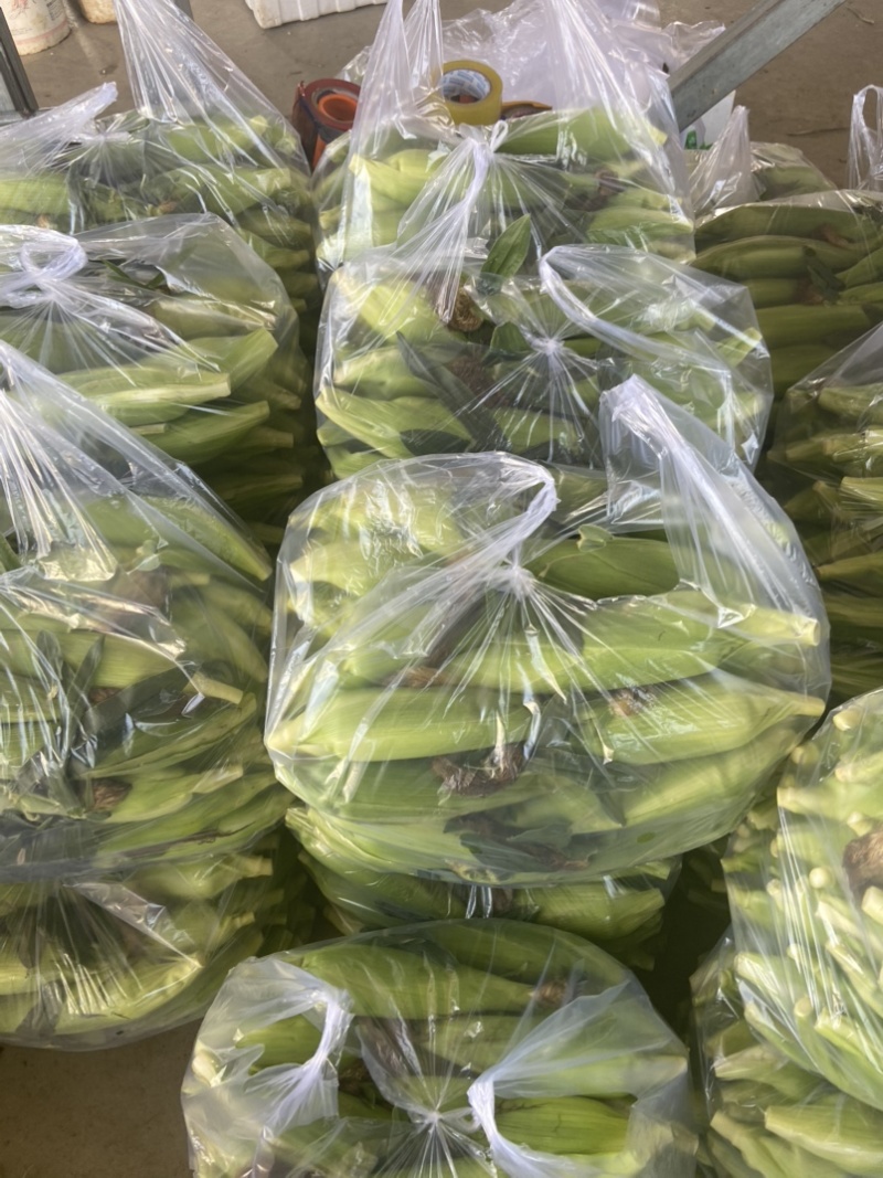 高山玉米🌽口感真好一口爆浆可以生吃的水果玉米