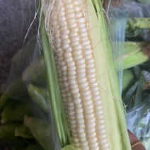 高山玉米🌽口感真好一口爆浆可以生吃的水果玉米