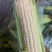 高山玉米🌽口感真好一口爆浆可以生吃的水果玉米
