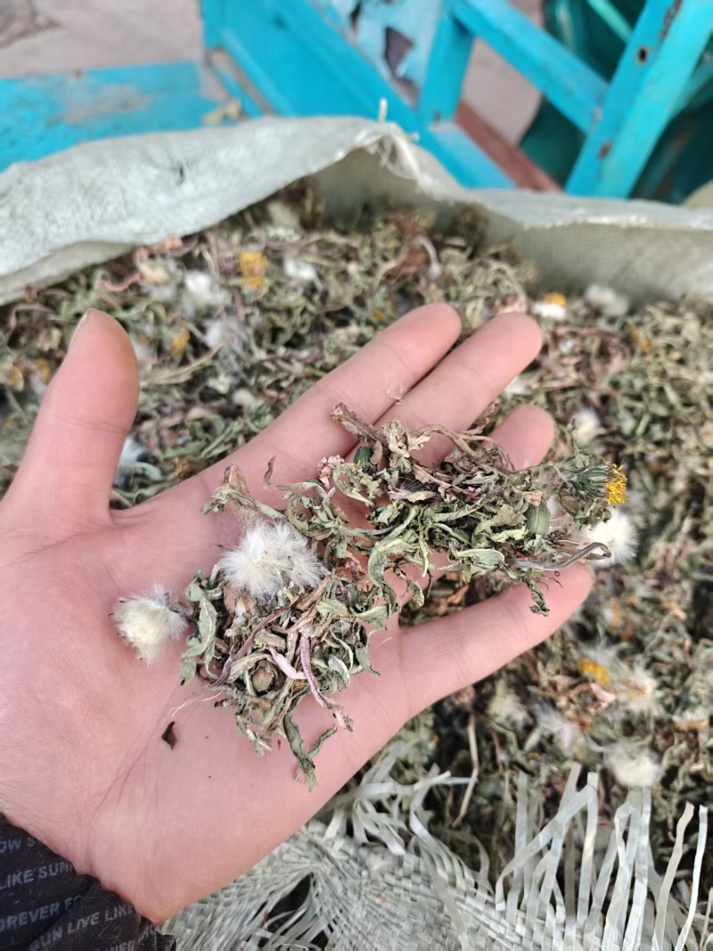 蒲公英野生蒲公英选货产地山东省地道药材紫轩堂药业