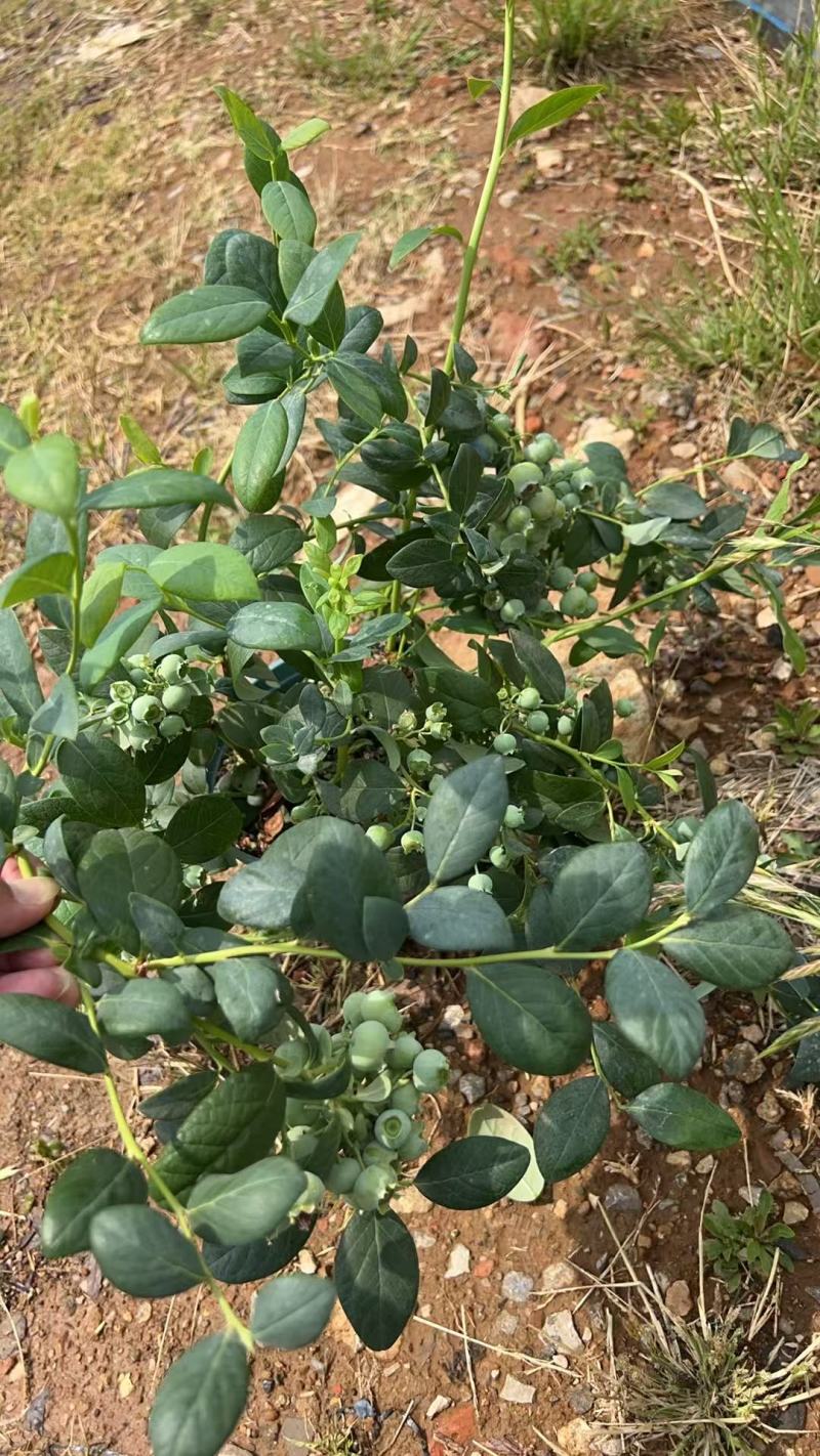 蓝莓盆栽，各种型号大量有货，基地货保证质量服务周到。