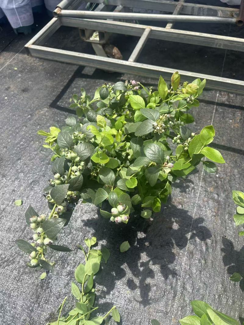 蓝莓盆栽，各种型号大量有货，基地货保证质量服务周到。