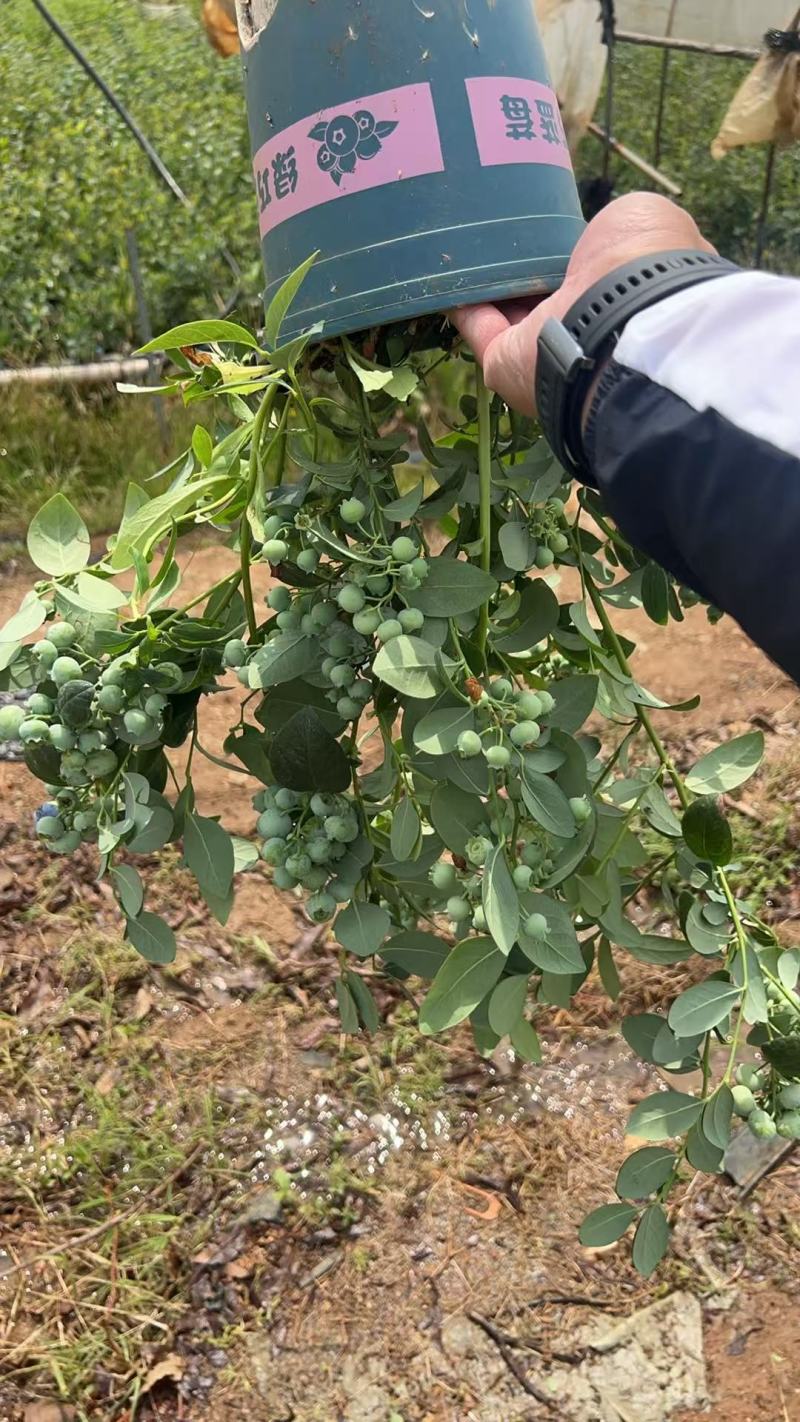 蓝莓盆栽，各种型号大量有货，基地货保证质量服务周到。