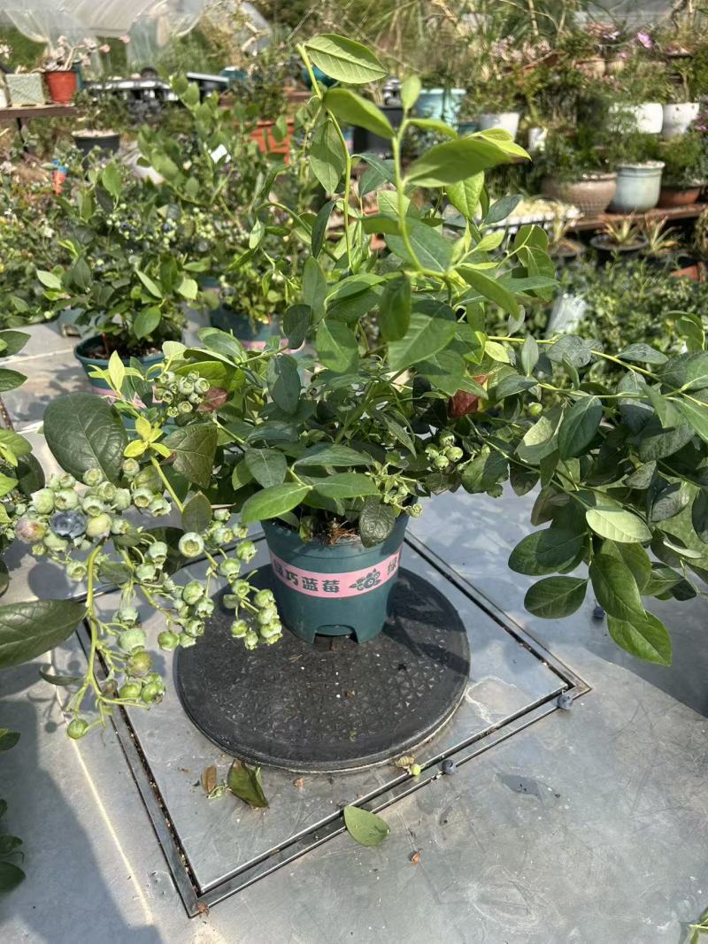蓝莓盆栽，各种型号大量有货，基地货保证质量服务周到。