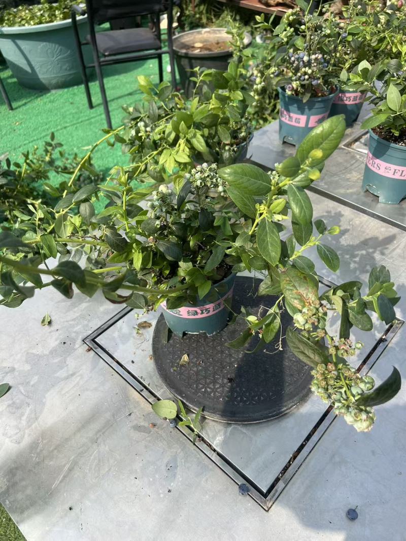 蓝莓盆栽，各种型号大量有货，基地货保证质量服务周到。