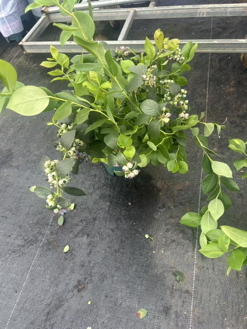 蓝莓盆栽，各种型号大量有货，基地货保证质量服务周到。