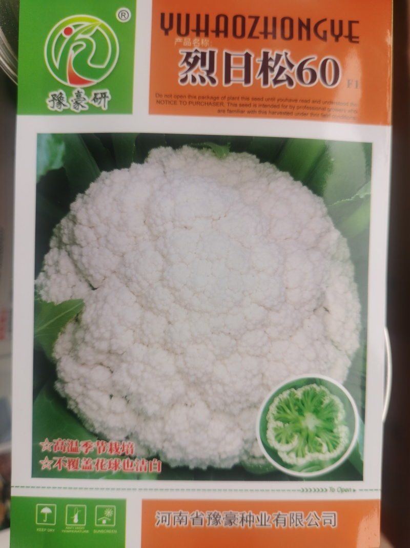 免盖松花菜烈日松60明珠65松花菜种子