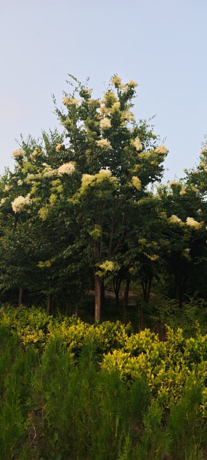 爆马丁香